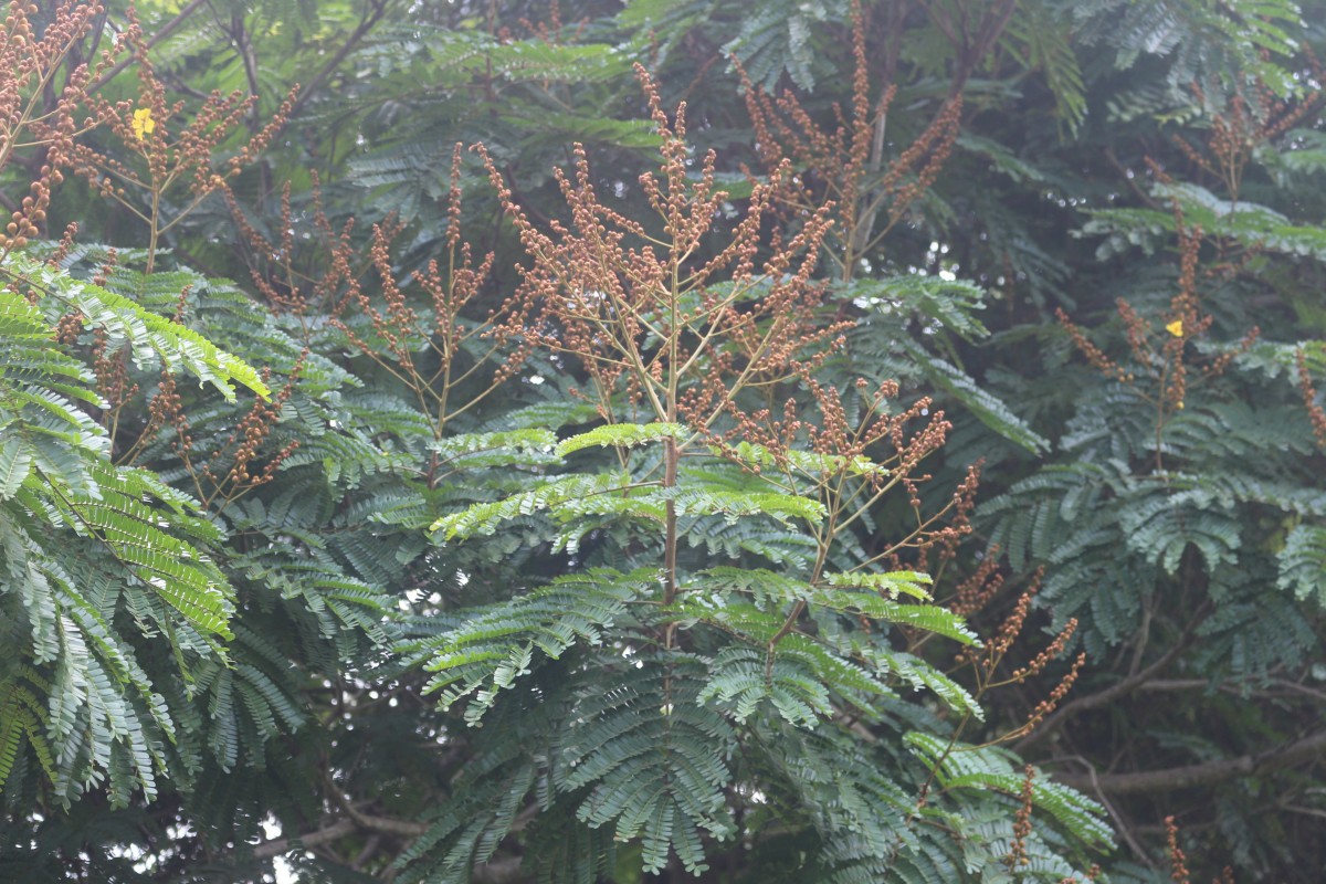 Peltophorum pterocarpum (DC.) Backer ex K.Heyne